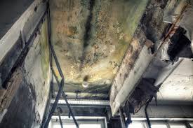 Best Comprehensive Air Testing for Mold Contaminants  in Spruce Pine, NC